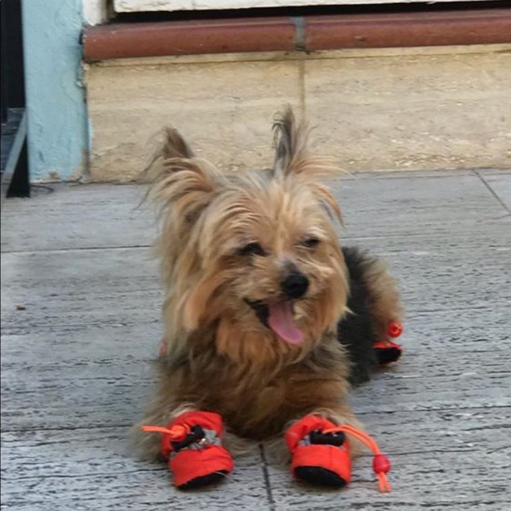 Dog shoes! Size 1 ADORABLE 😍!!